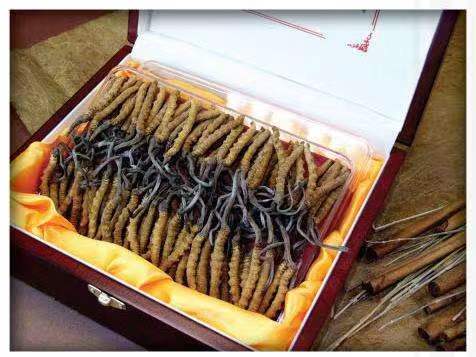 陇县冬虫夏草回收